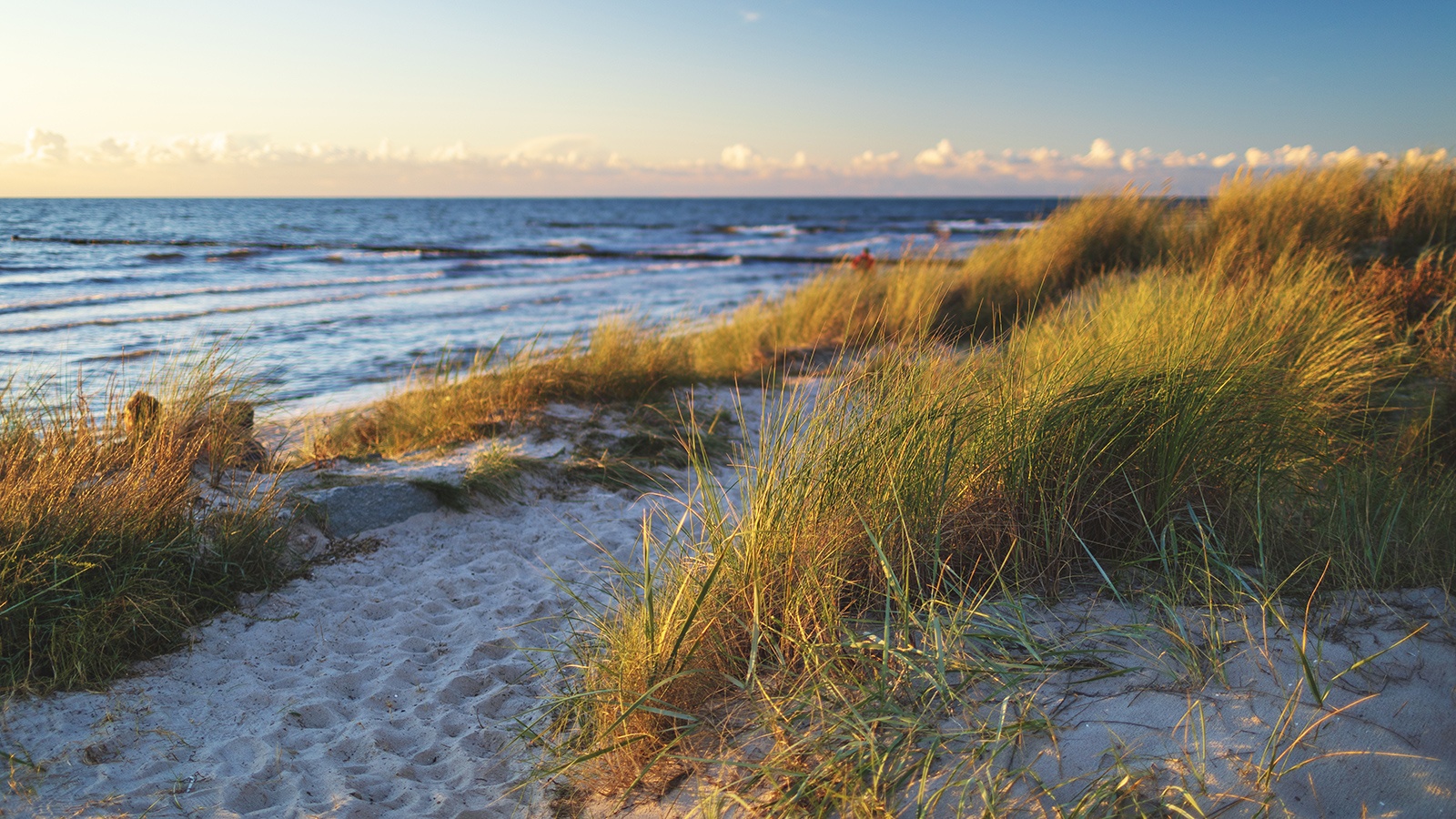 Grassy sand dunes at the beach