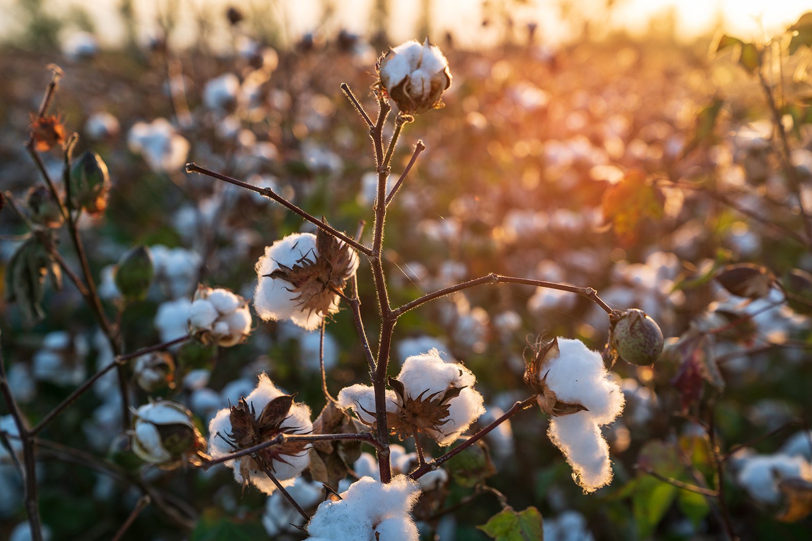 Organic cotton fiber field