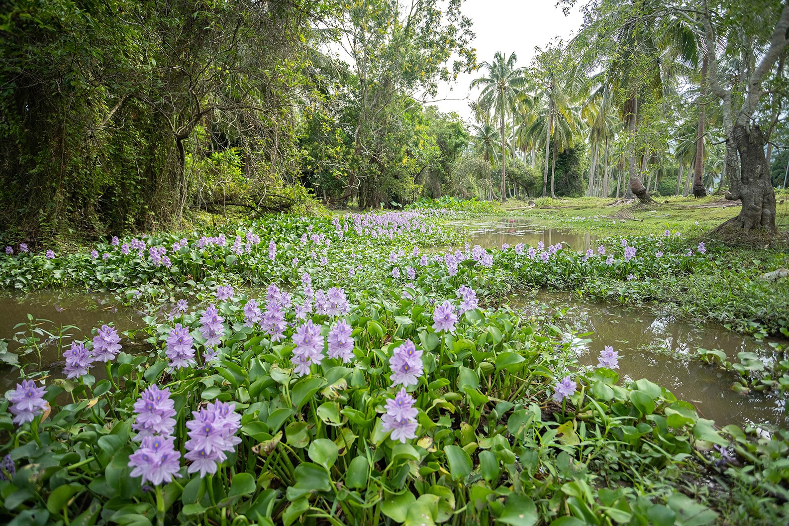 Organic cotton fiber field