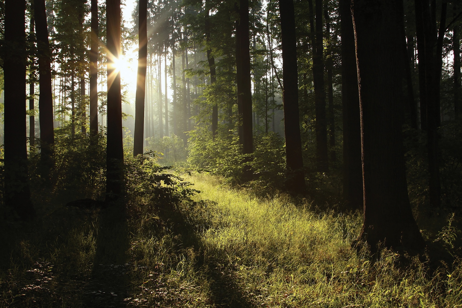 Meandering Wilderness