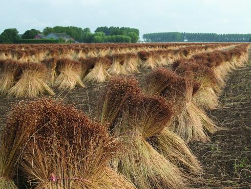 Flax Fields