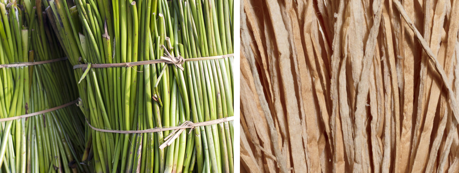 Organic cotton fiber field